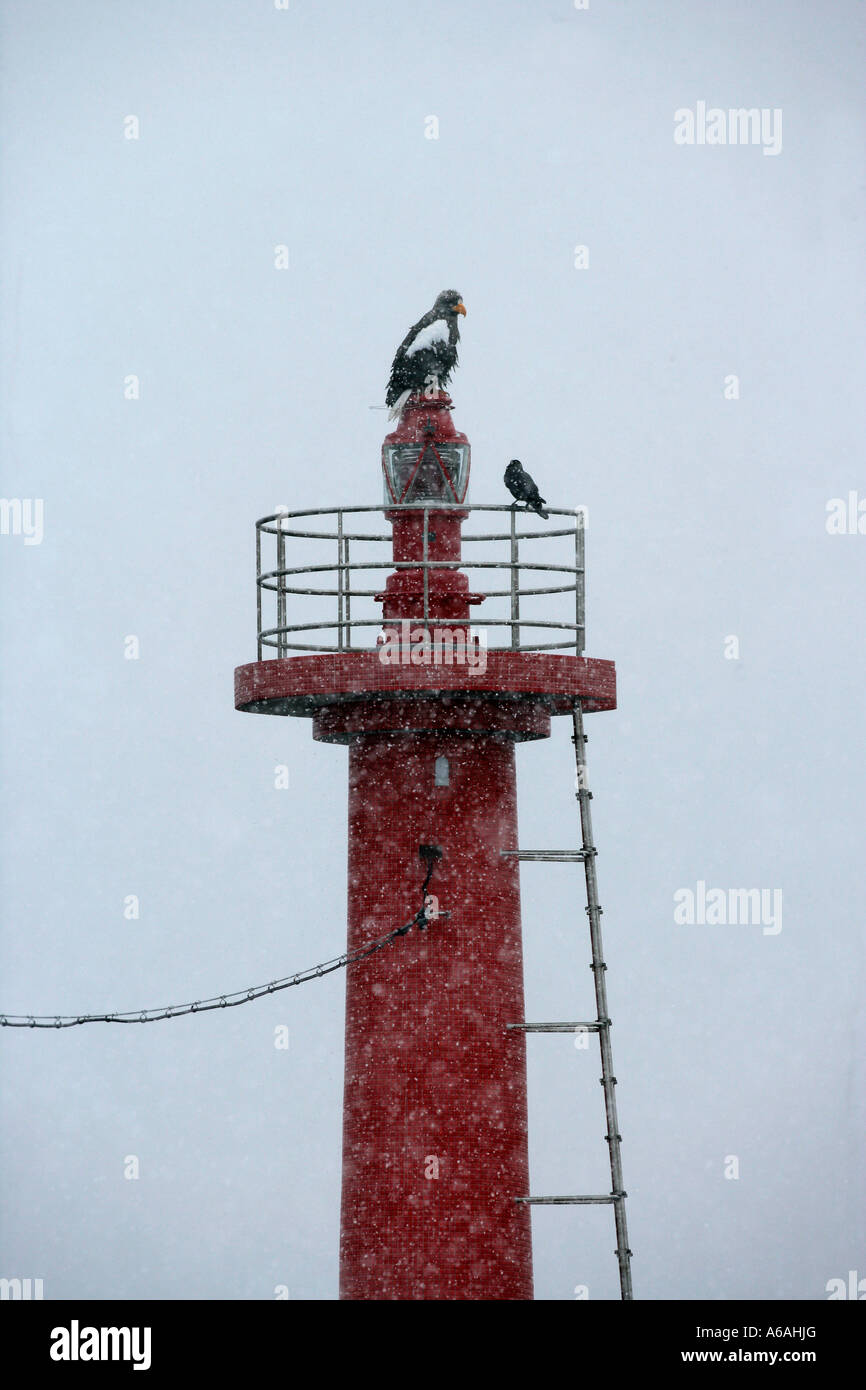 L'aigle de mer de Steller Haliaeetus pelagicus Japon Banque D'Images