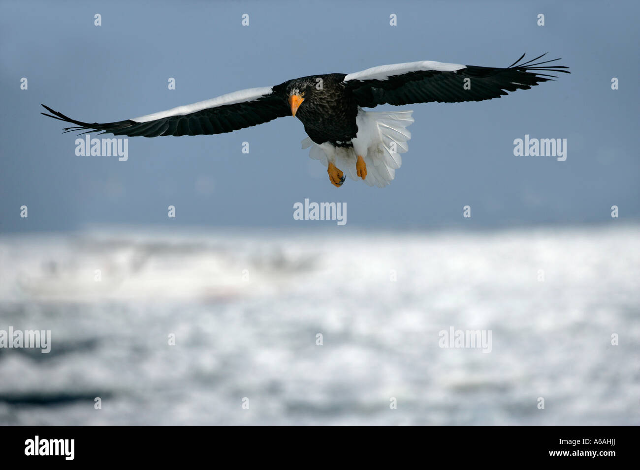 L'aigle de mer de Steller Haliaeetus pelagicus Japon Banque D'Images
