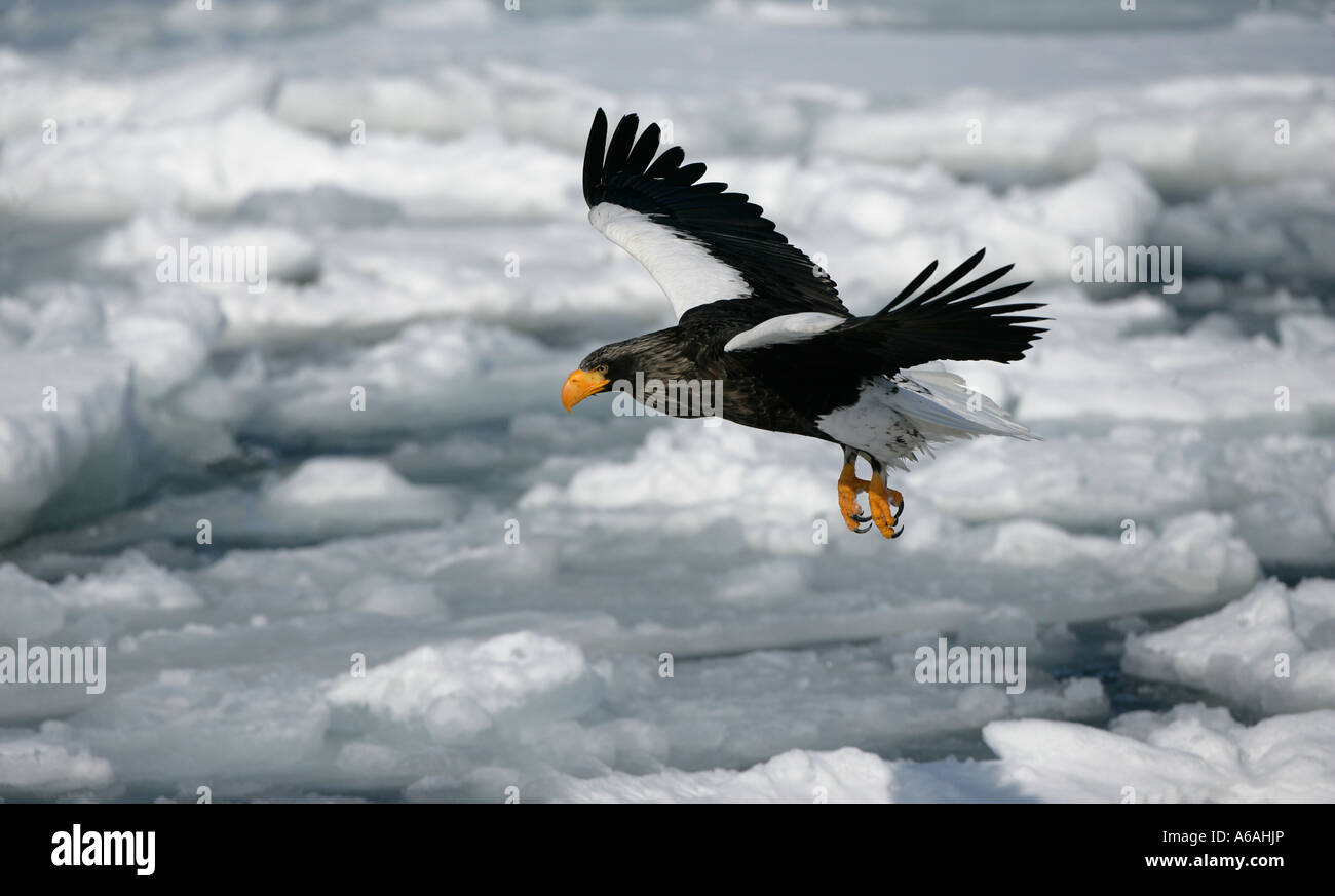 L'aigle de mer de Steller Haliaeetus pelagicus Japon Banque D'Images