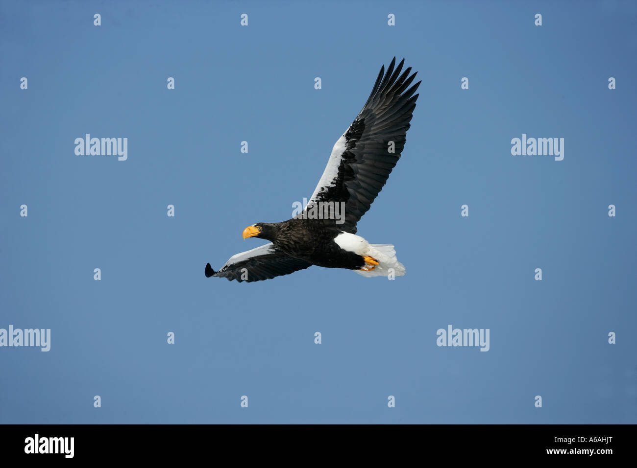 L'aigle de mer de Steller Haliaeetus pelagicus Japon Banque D'Images