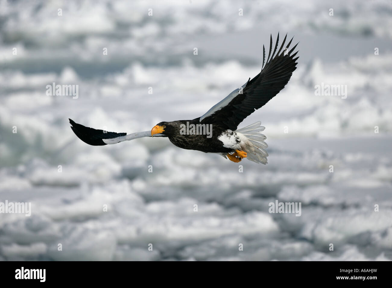 L'aigle de mer de Steller Haliaeetus pelagicus Japon Banque D'Images
