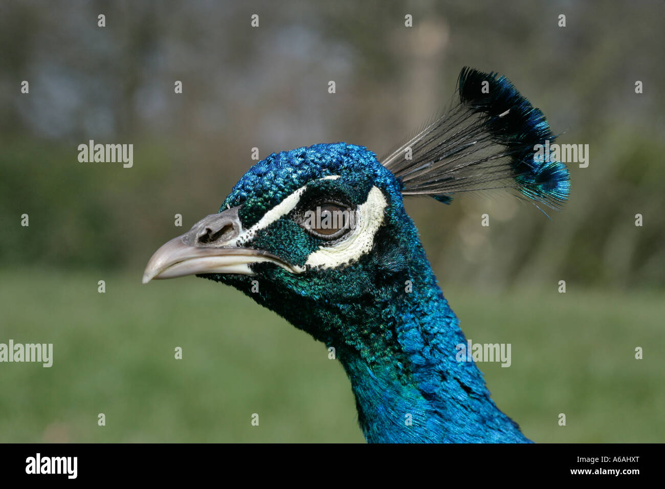 Pavo cristatus homme Paons Banque D'Images