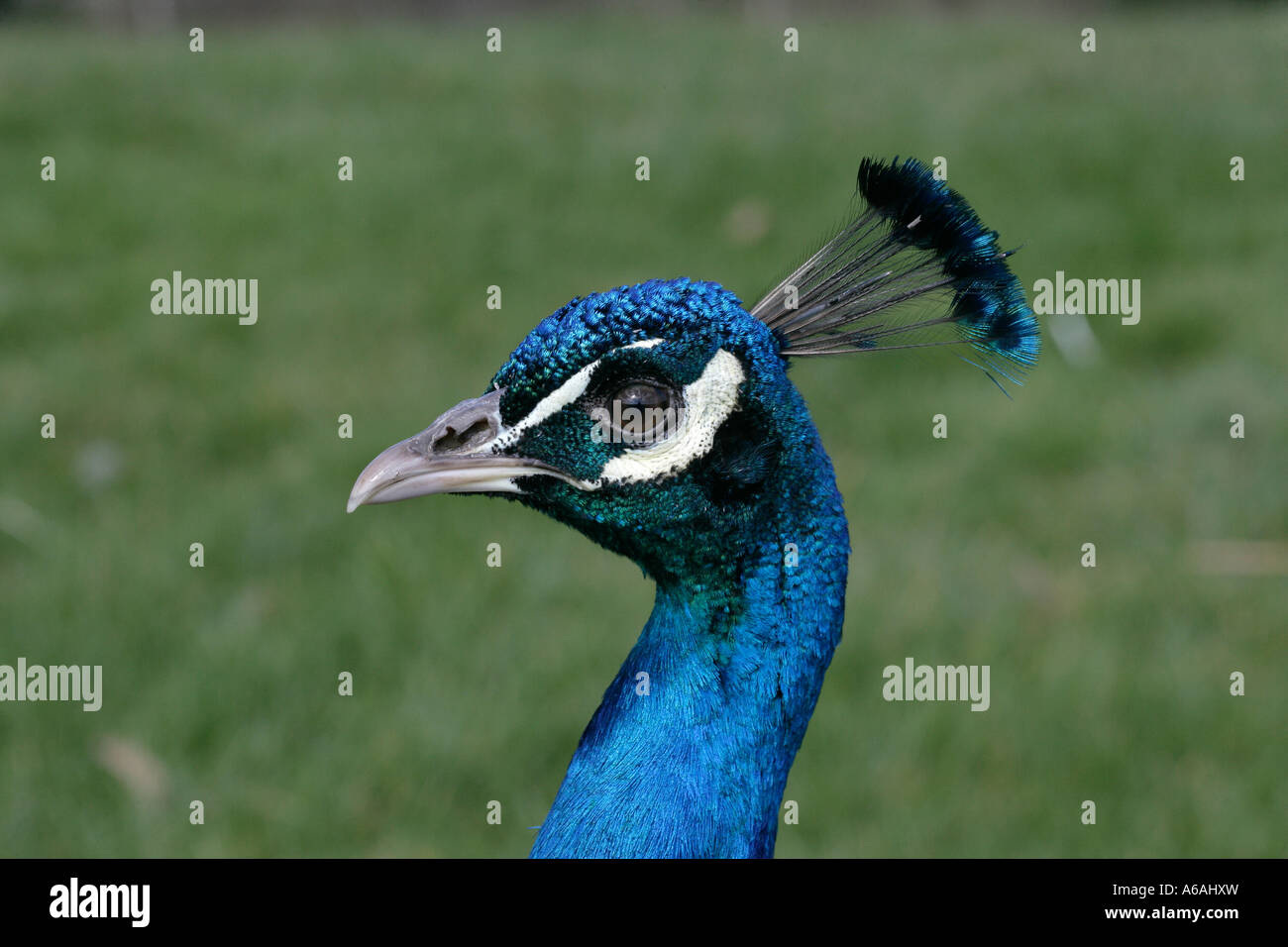 Pavo cristatus homme Paons Banque D'Images