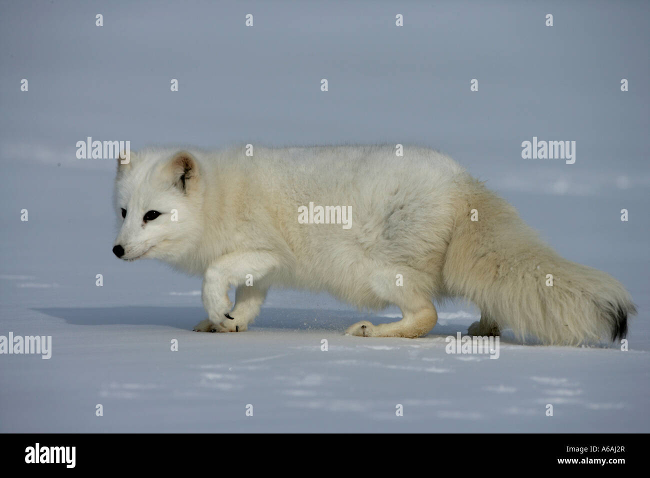 Le renard arctique Alopex lagopus Amérique du Nord Banque D'Images