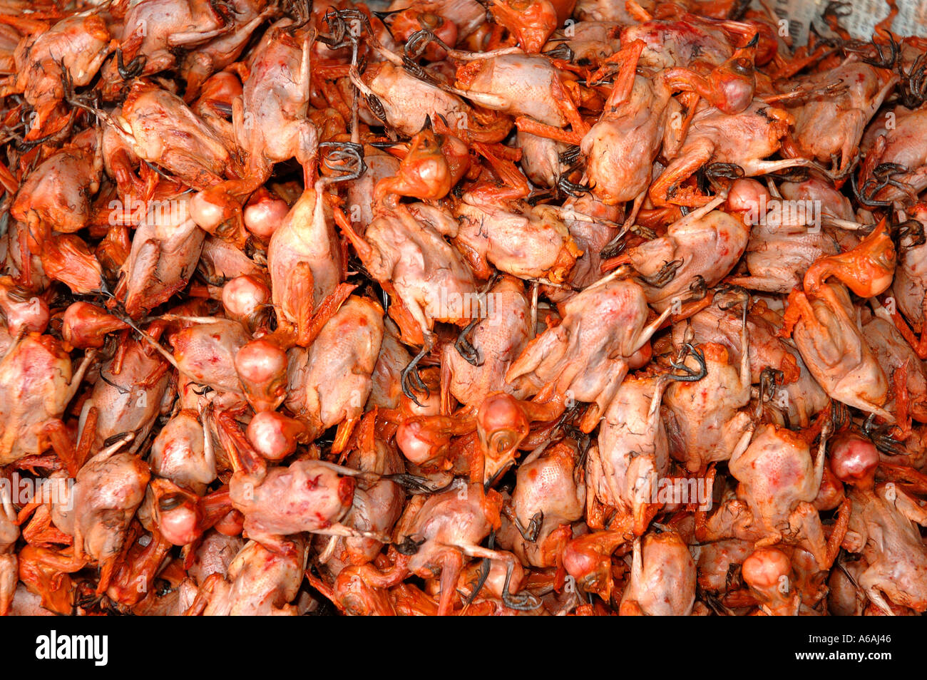 Vieux Quartier de Hanoi capitale du Vietnam en Asie du sud-est de vente du marché des petits oiseaux Banque D'Images