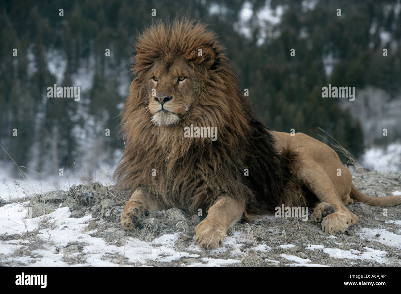 Barbary lion Panthera leo leo Banque D'Images