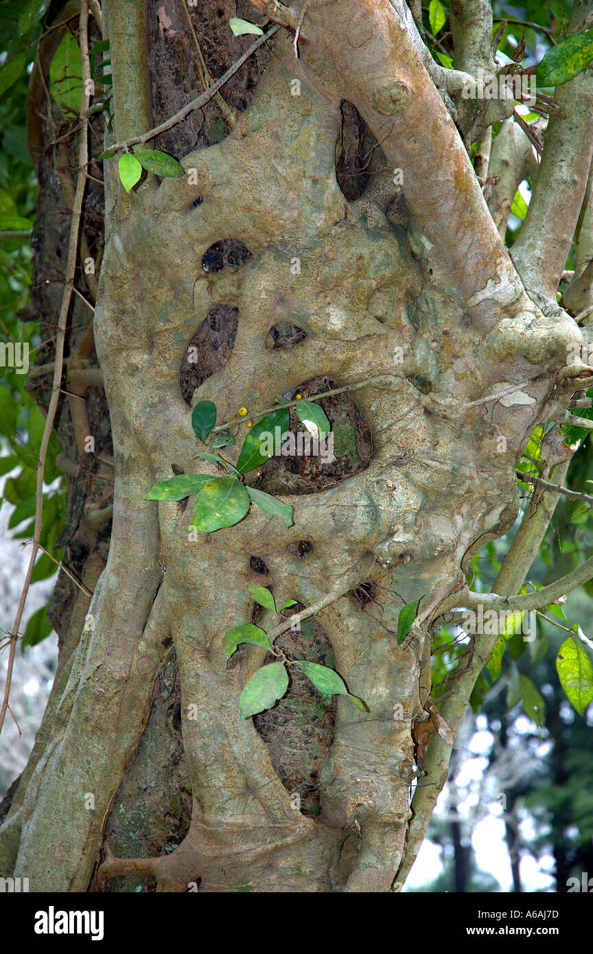 Strangler fig ficus espèce étouffe un arbre au Vietnam l'Asie du sud-vietnamien oriental Orient Banque D'Images