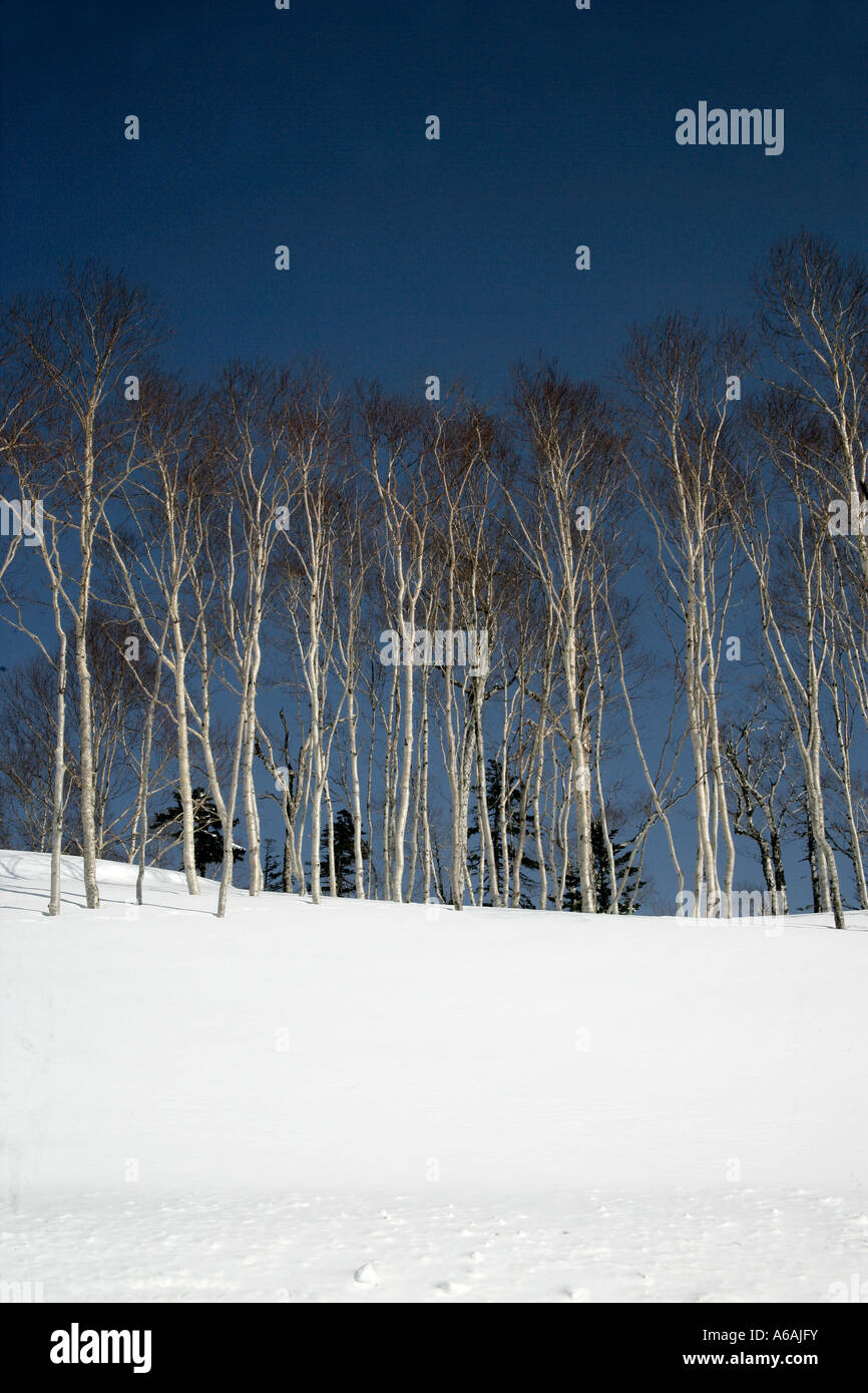 Paysage de neige Hokkaido au Japon Banque D'Images