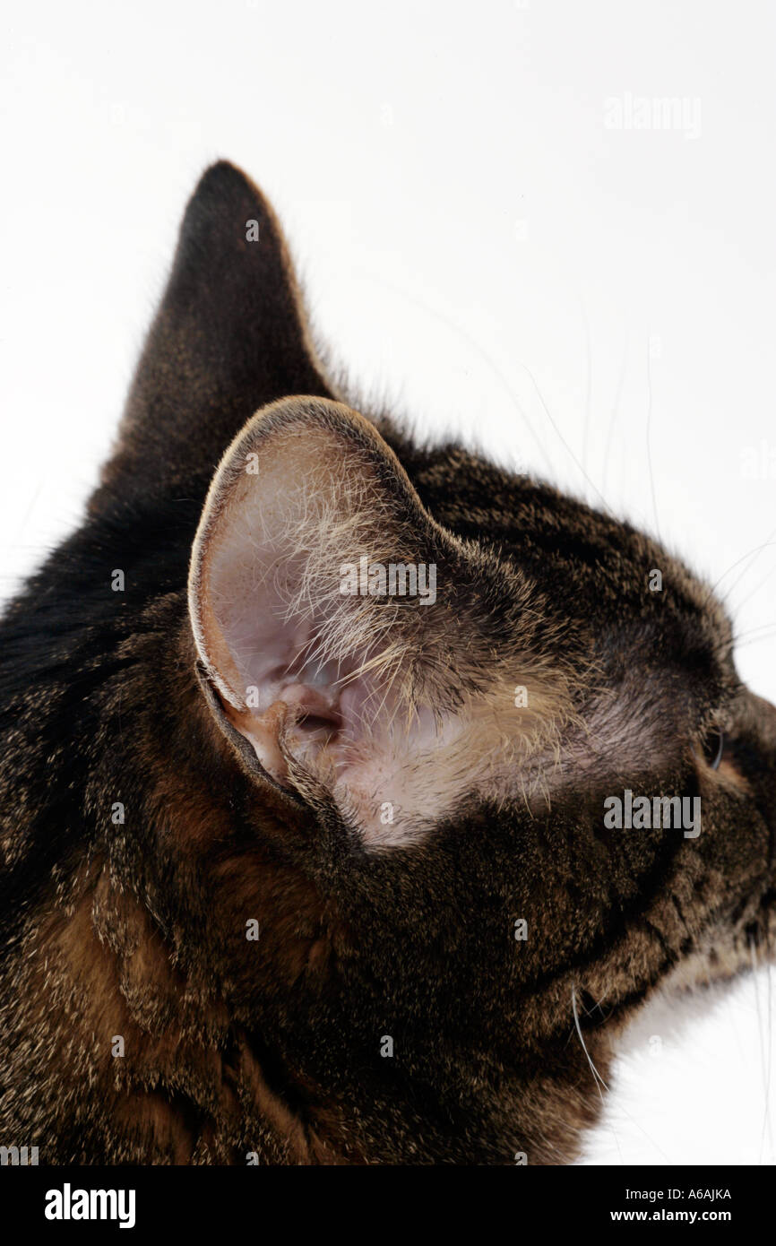 Gros plan d'une oreille à l'écoute attention chats Banque D'Images