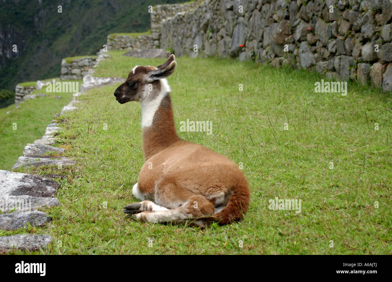 Un lama au site Inca Archealogical de Machu Picchu au Pérou Amérique du Sud Banque D'Images