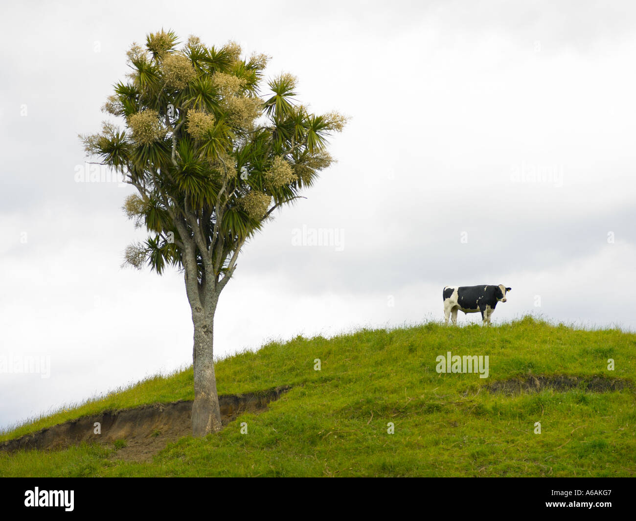 Noir et blanc de freshian cow standing sur colline avec tree Banque D'Images