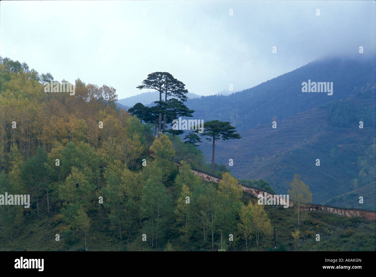 La Chine, Shanxi, Taihuai, Wutai Shan, pentes boisées Banque D'Images