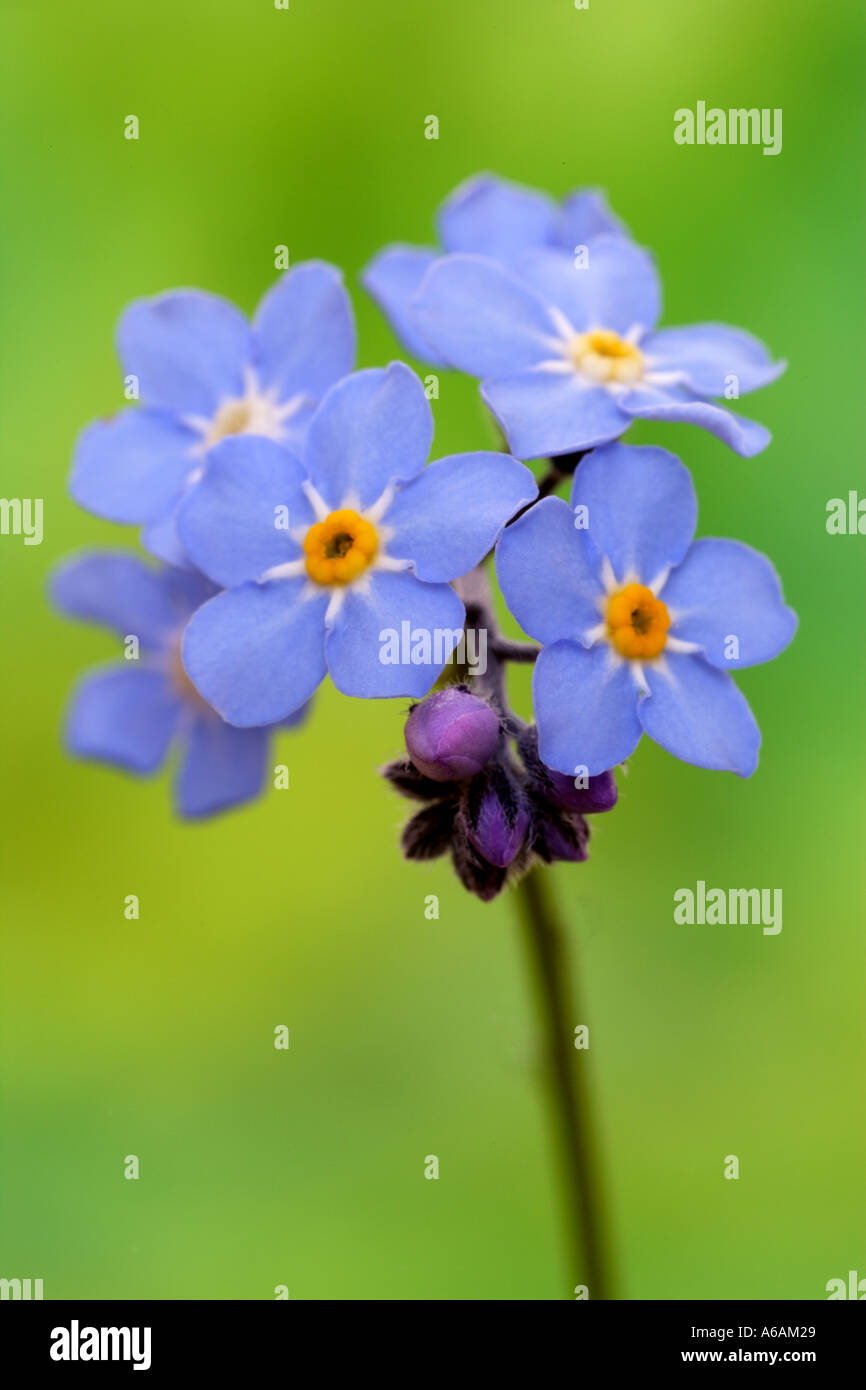 Forget me not in close up Banque D'Images