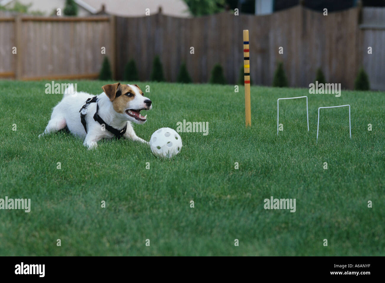 Petit chien de garde de la balle de wffle pendant le jeu de croquet Banque D'Images