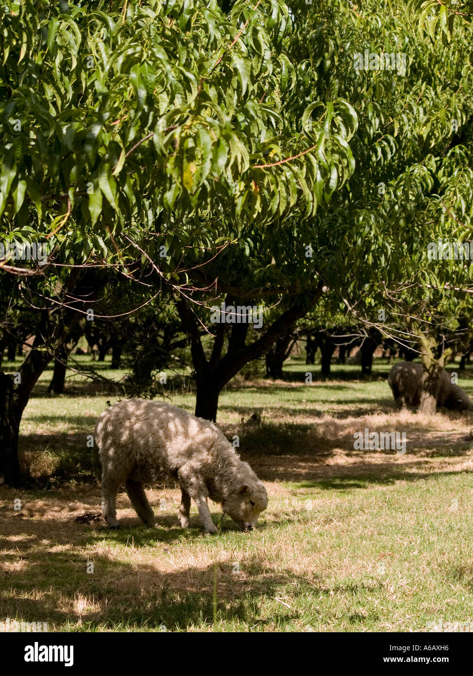 Prunus persica Pêcher dans la région de peach orchard avec des moutons paissant dans l'ombre pour garder l'herbe courte Banque D'Images