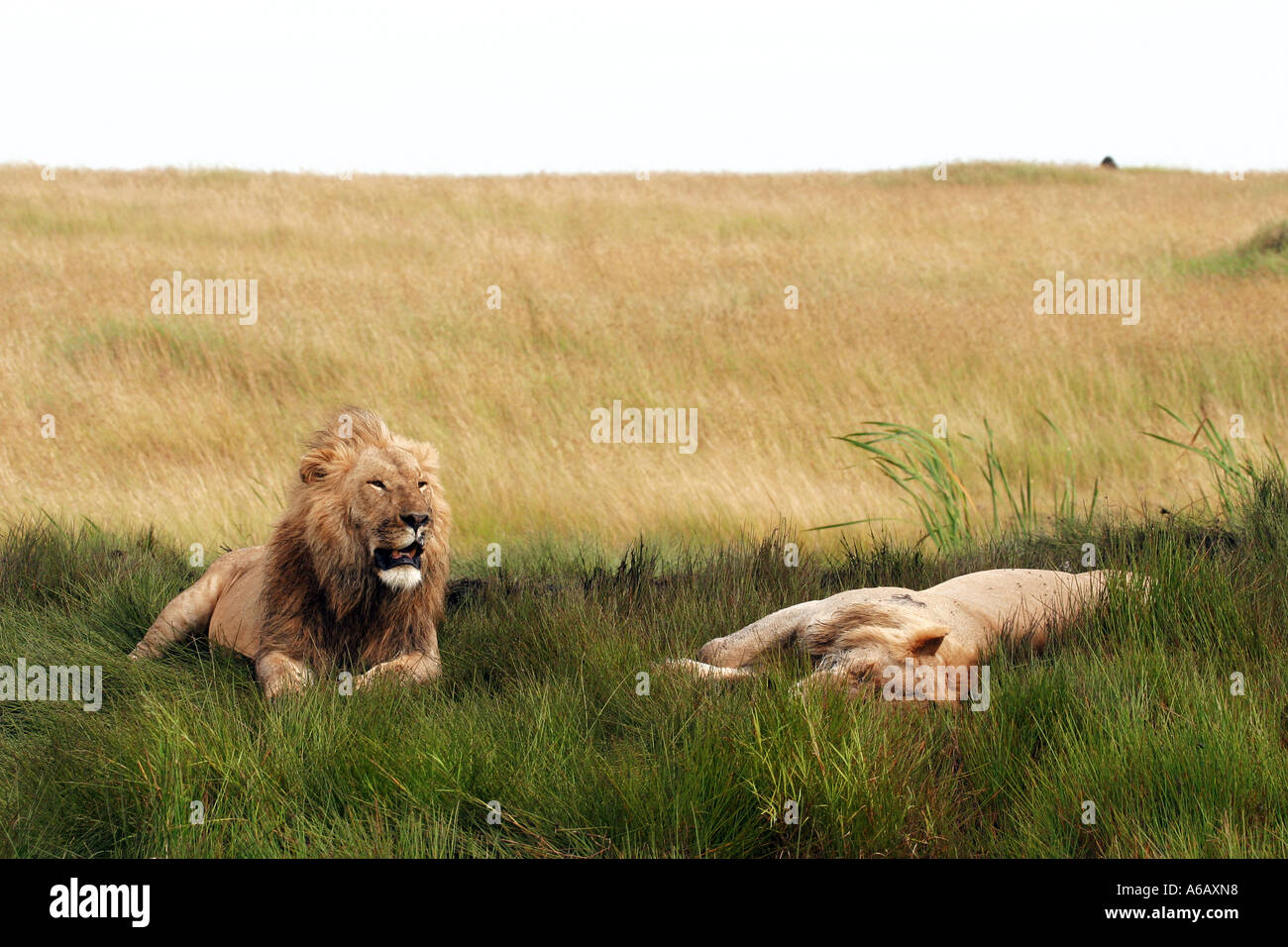 Deux lions resting Panthera leo Banque D'Images