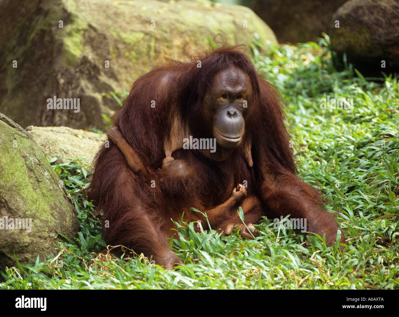 Mère orang-outan Pongo pygmaeus cub nichons Banque D'Images