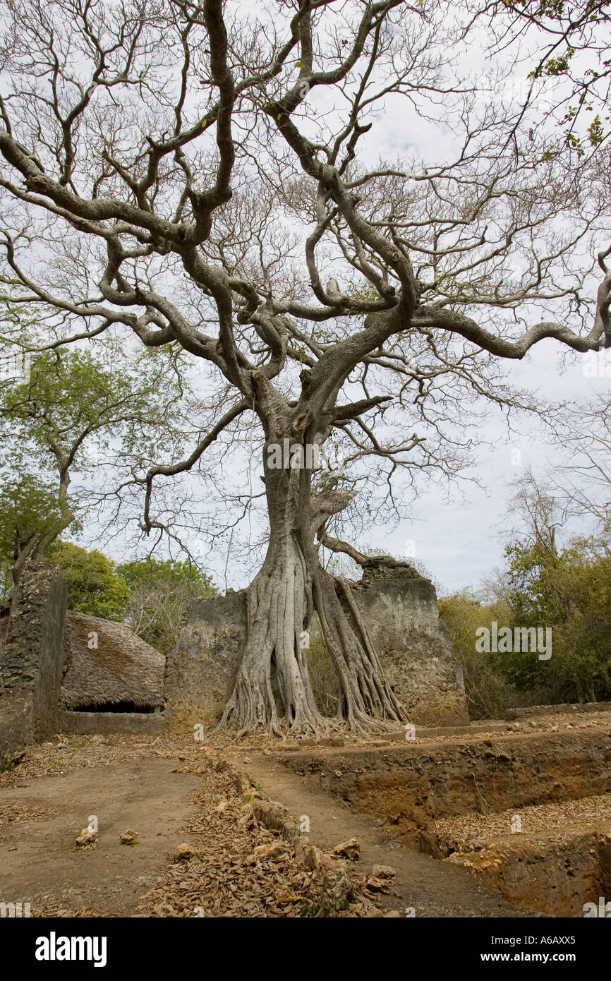 D'étrangler fig prise en charge au bâtiment en ruines Les ruines de Gedi Watamu Kenya Banque D'Images