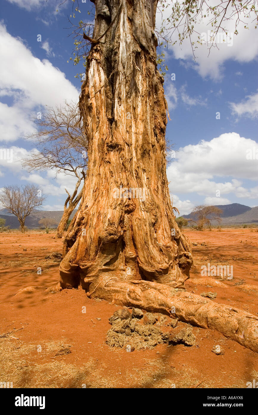 Baobab montrant écorce enlevée par elephant Parc national de Tsavo Ouest Kenya Banque D'Images