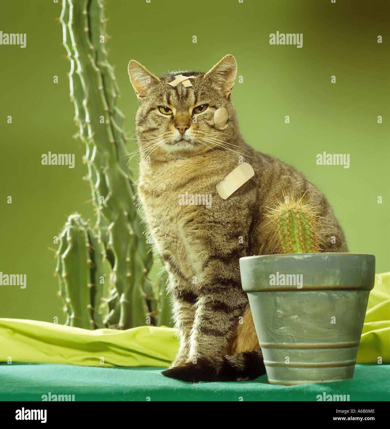Un chat avec des pansements adhésifs se trouve à côté des cactus Banque D'Images