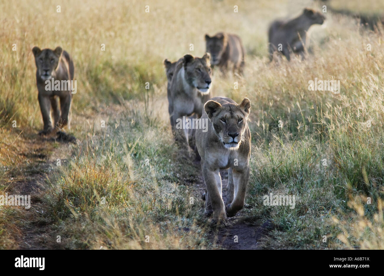 Une fierté de la lionne marchant le long d'une piste dans la réserve de Masai Mara Kenya Afrique Banque D'Images