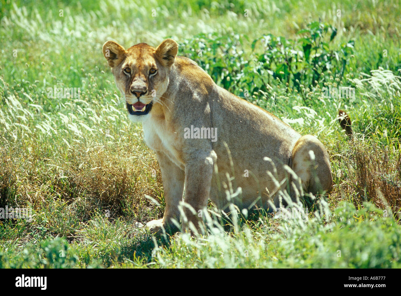 Lionne d'Afrique dans le parc national du Serengeti, Tanzanie, Afrique de l'Est Banque D'Images