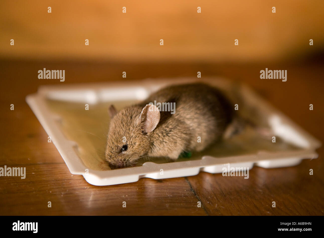 Dead mouse in glue trap Banque de photographies et d'images à