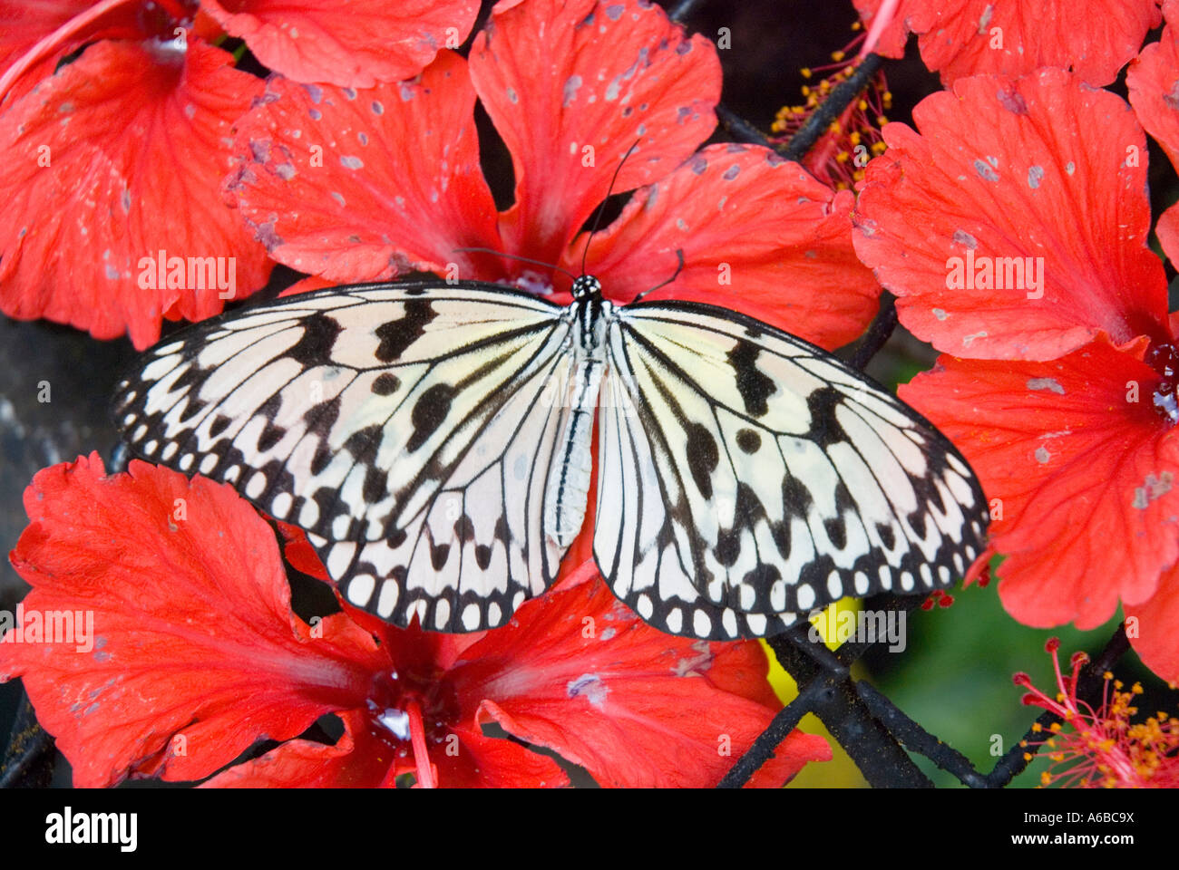 Perekana Ideopsis gaura suckling papillon de nectar de fleurs d'Hibiscus rouge Banque D'Images