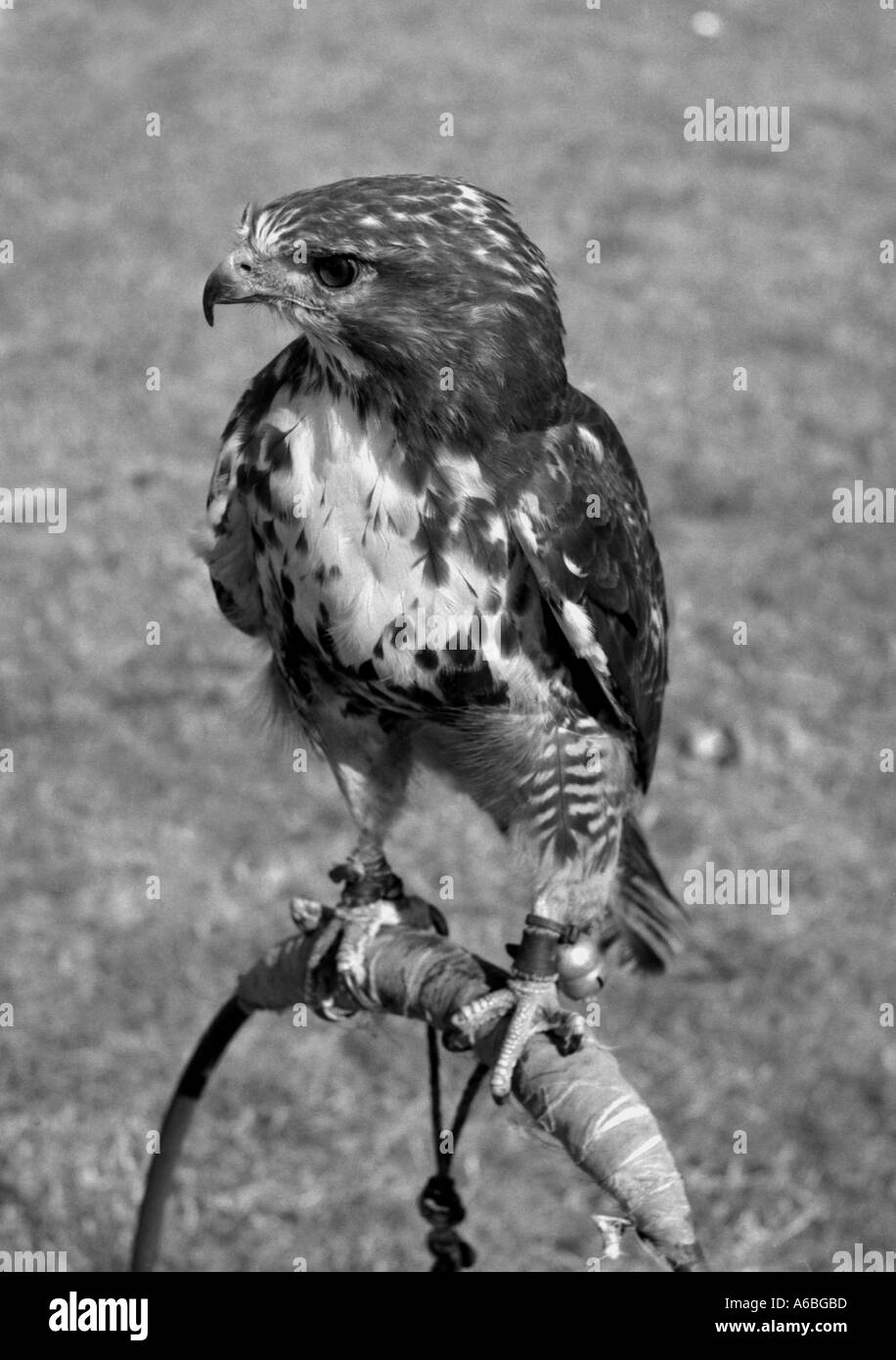Buzzard Buteo buteo Accipitridae Famille Banque D'Images