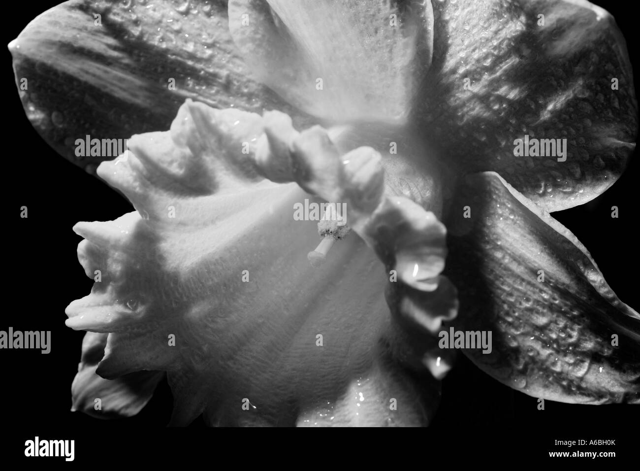 Close up de la jonquille de printemps en noir et blanc Banque D'Images