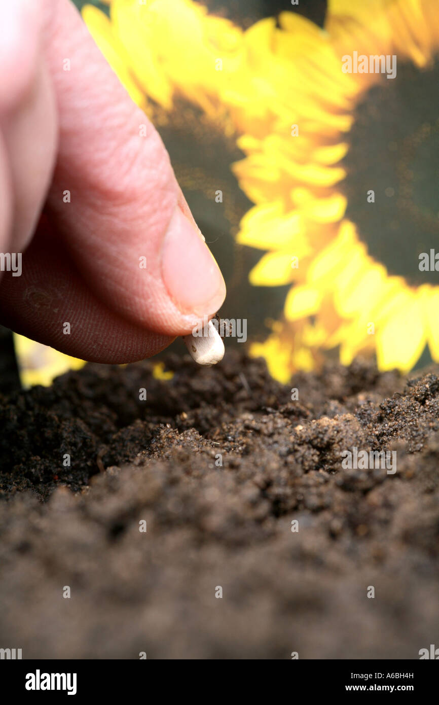 Close up of hand la plantation d'une graine de tournesol dans le sol dans un bac de semences prêt à être placé dans un propogator et les émissions dans le sprin Banque D'Images