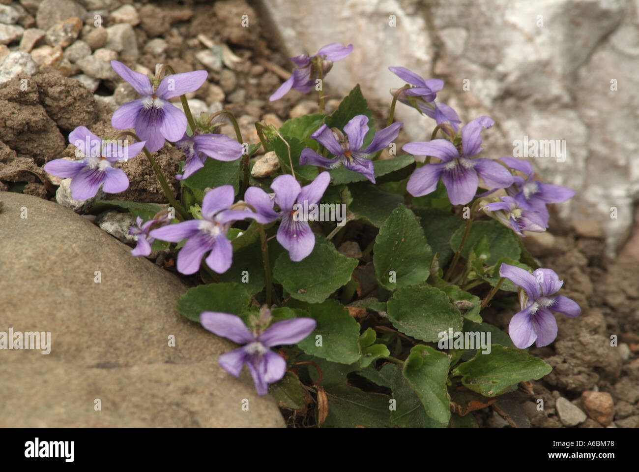 Viola labradorica chien chien Américain Alpine violet violet violet violet, chien labrador Banque D'Images