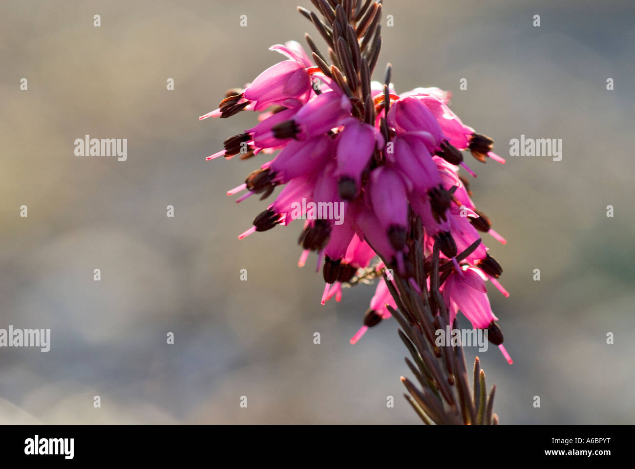 Erica carnea Bruyère d'hiver des Alpes bavaroises Allemagne Bavière Banque D'Images