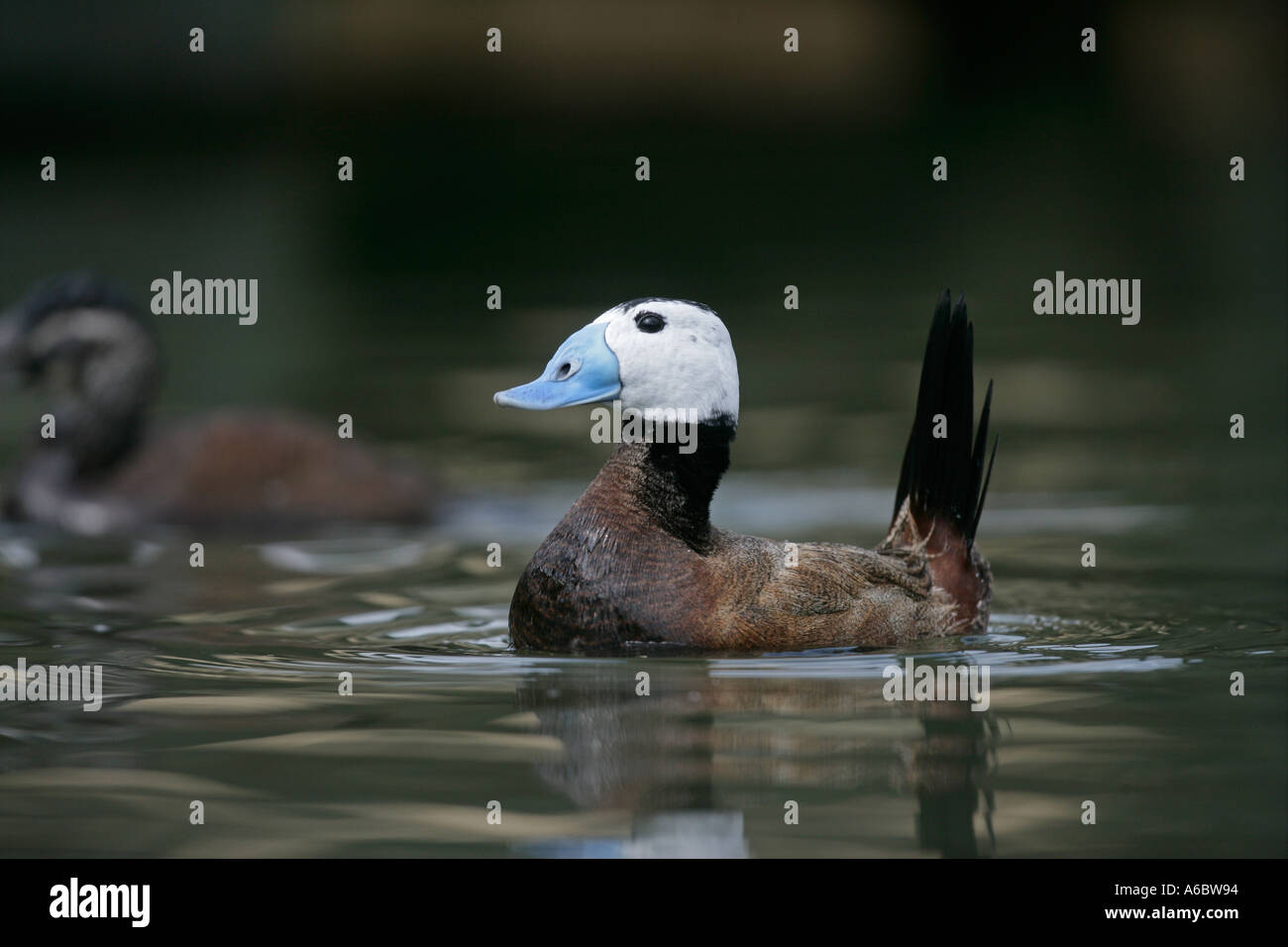 Érismature à tête blanche Oxyura leucocephala Banque D'Images