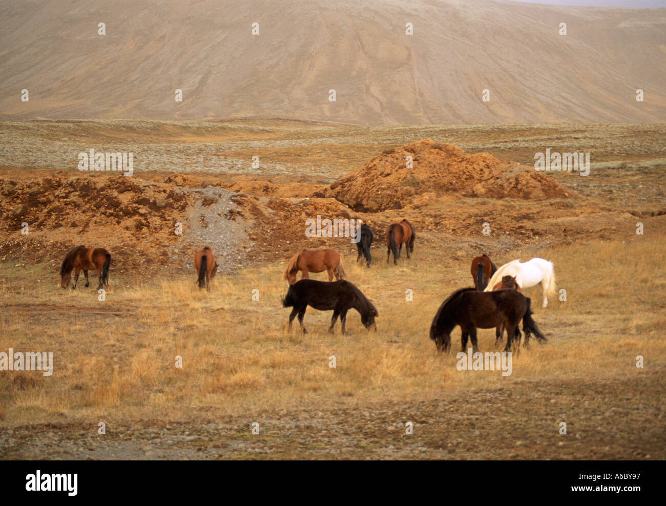 Le pâturage des poneys Islandais Banque D'Images