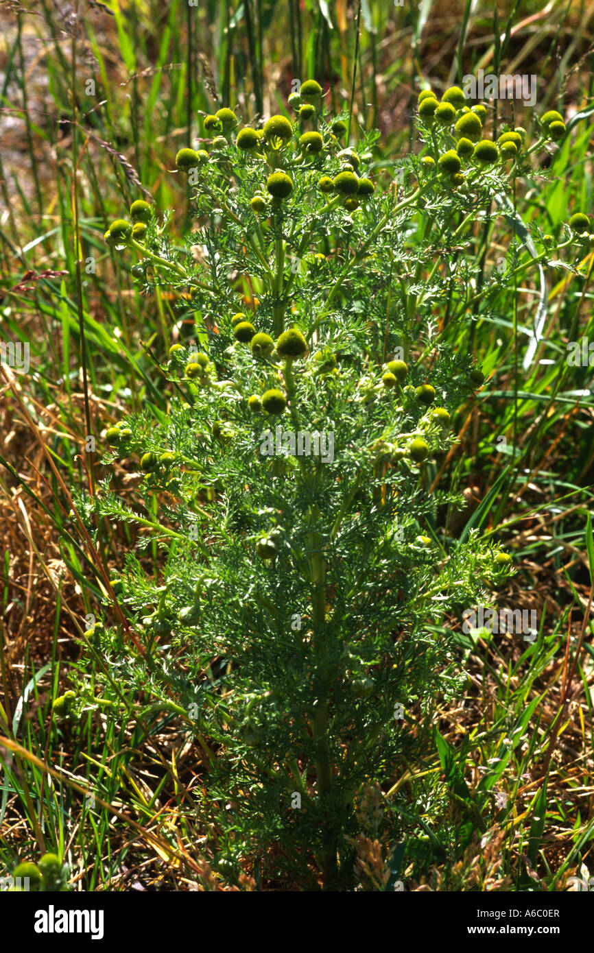 Mauvaises herbes ananas ou Camomille (Matricaria matricarioides Lasthénie glabre). La floraison à côté d'une piste. Powys, Pays de Galles, Royaume-Uni. Banque D'Images