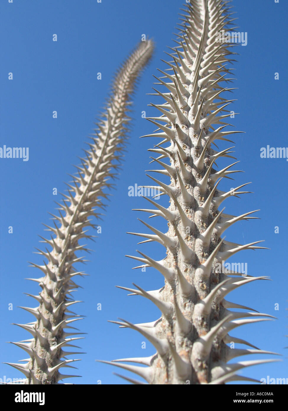 Cactus épineux se soulève contre le ciel bleu Banque D'Images