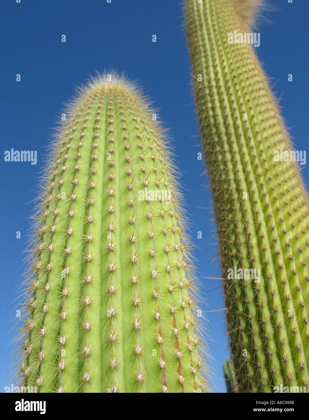 Détail Cactus contre le ciel bleu Banque D'Images