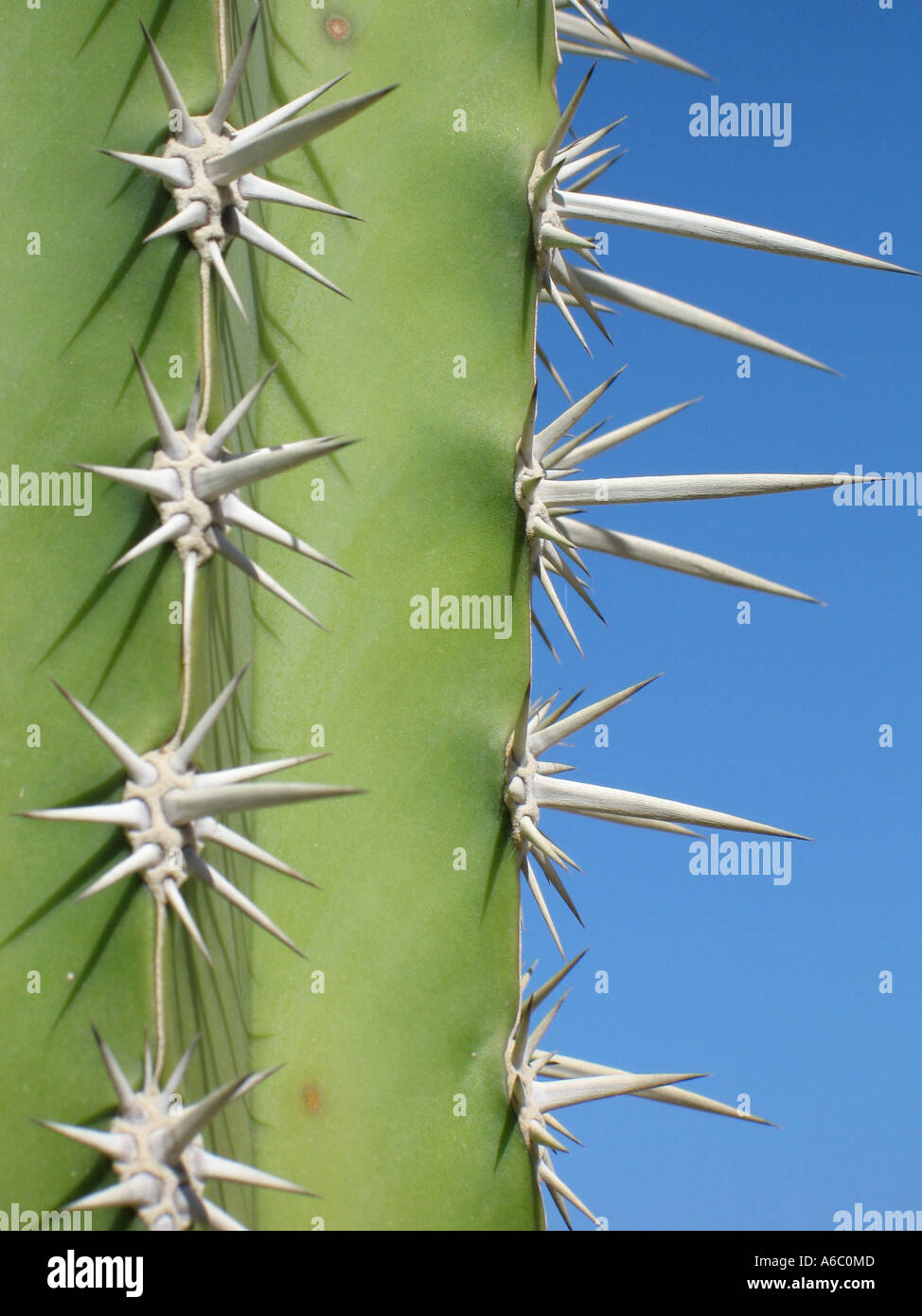 Détail Cactus contre le ciel bleu Banque D'Images
