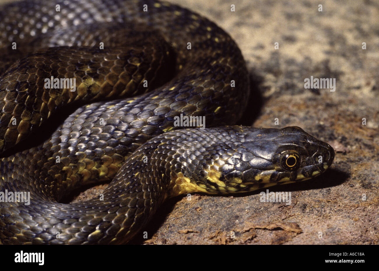 La couleuvre Viperine Natrix maura Espagne Banque D'Images