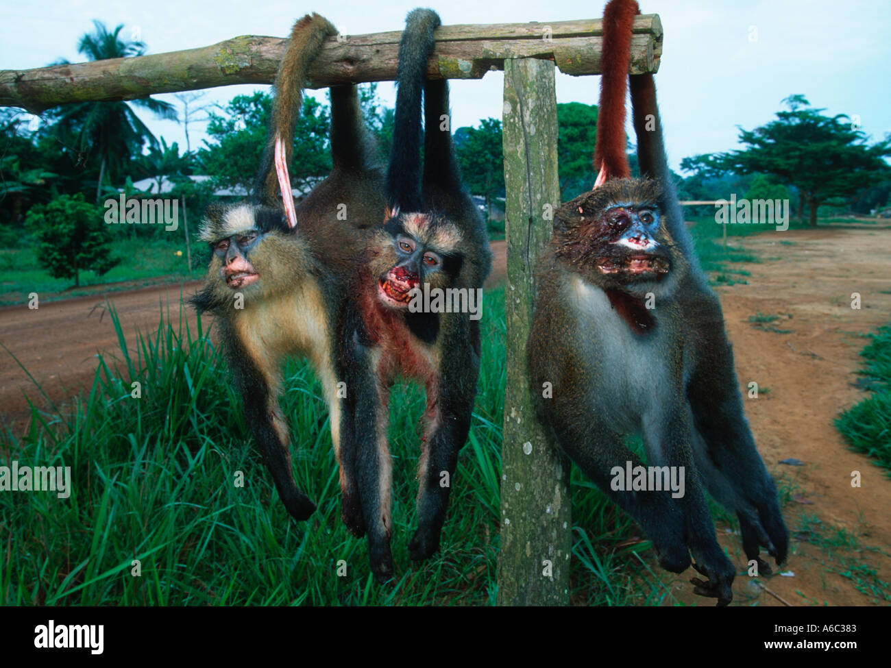 Les enjeux de conservation de la viande de brousse les singes tués par les chasseurs de subsistance sont afficher par le côté de la route pour vendre l'Afrique Centrale Banque D'Images