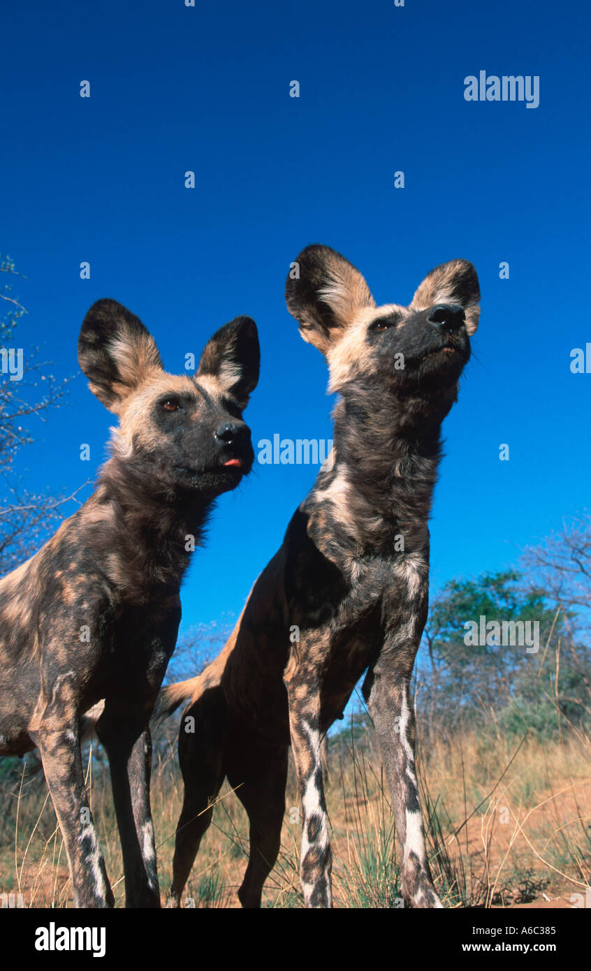 Chien sauvage d'Afrique Lycaon pictus Espèces en Afrique subsaharienne Banque D'Images Chien sauvage d'Afrique Lycaon pictus Espèces en Afrique subsaharienne Banque D'Images