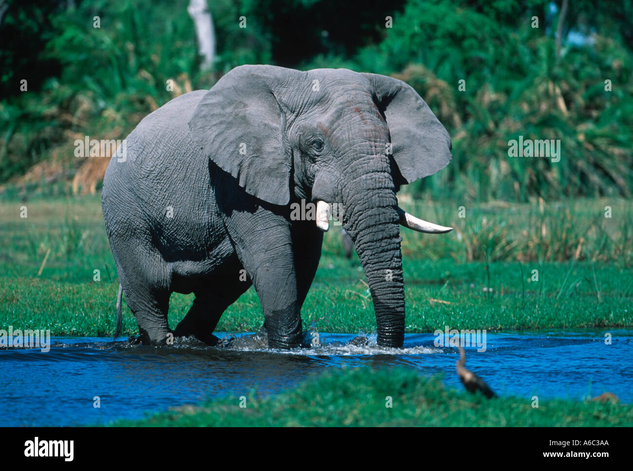 African elephant Loxodonta africana Crossing River Delta Okovango Botswana Afrique sub-saharienne Banque D'Images