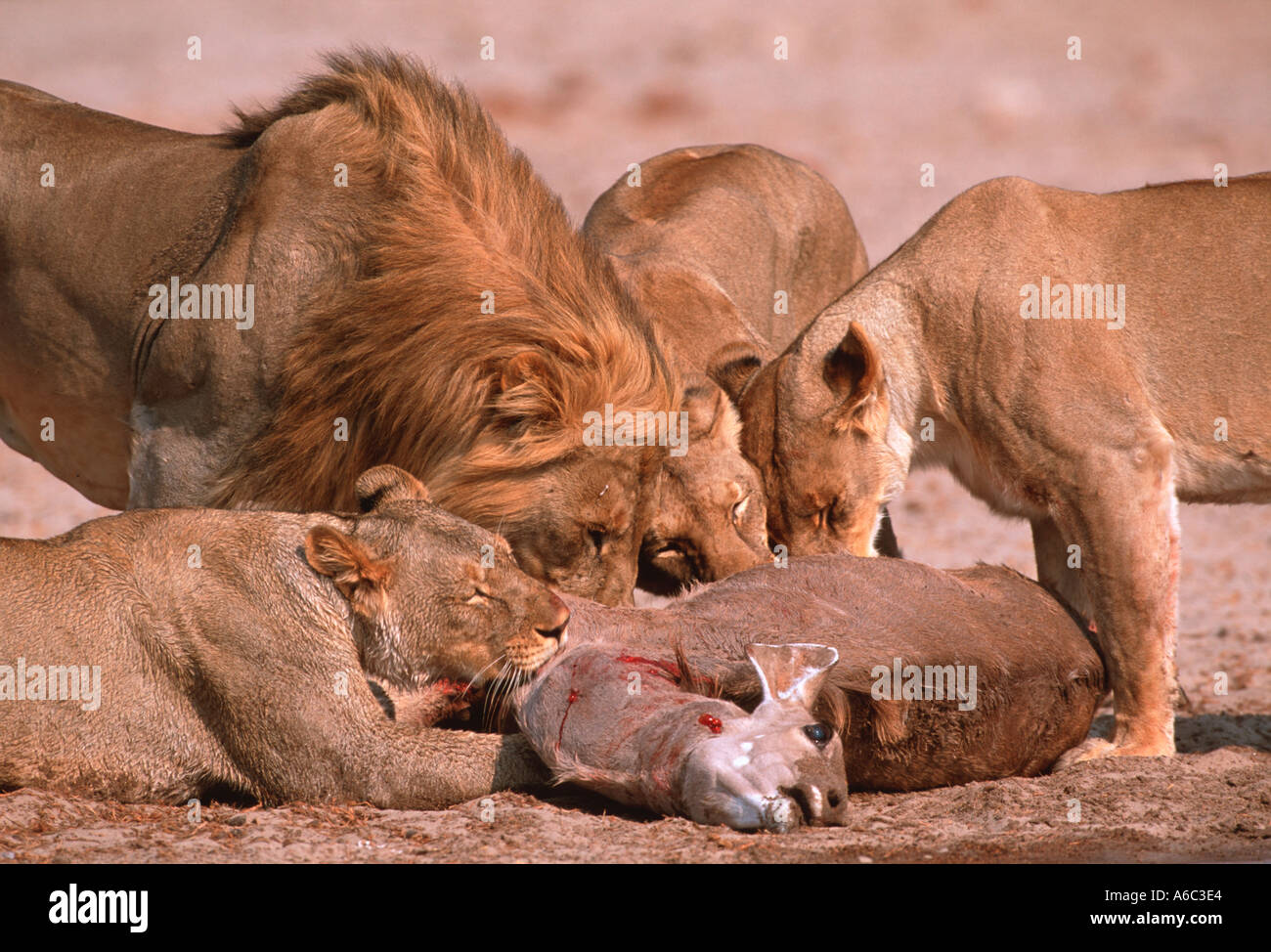 Lion Panthera leo fierté se nourrissant de Koudou Etosha tuer N P Namibie Afrique sub-saharienne Banque D'Images