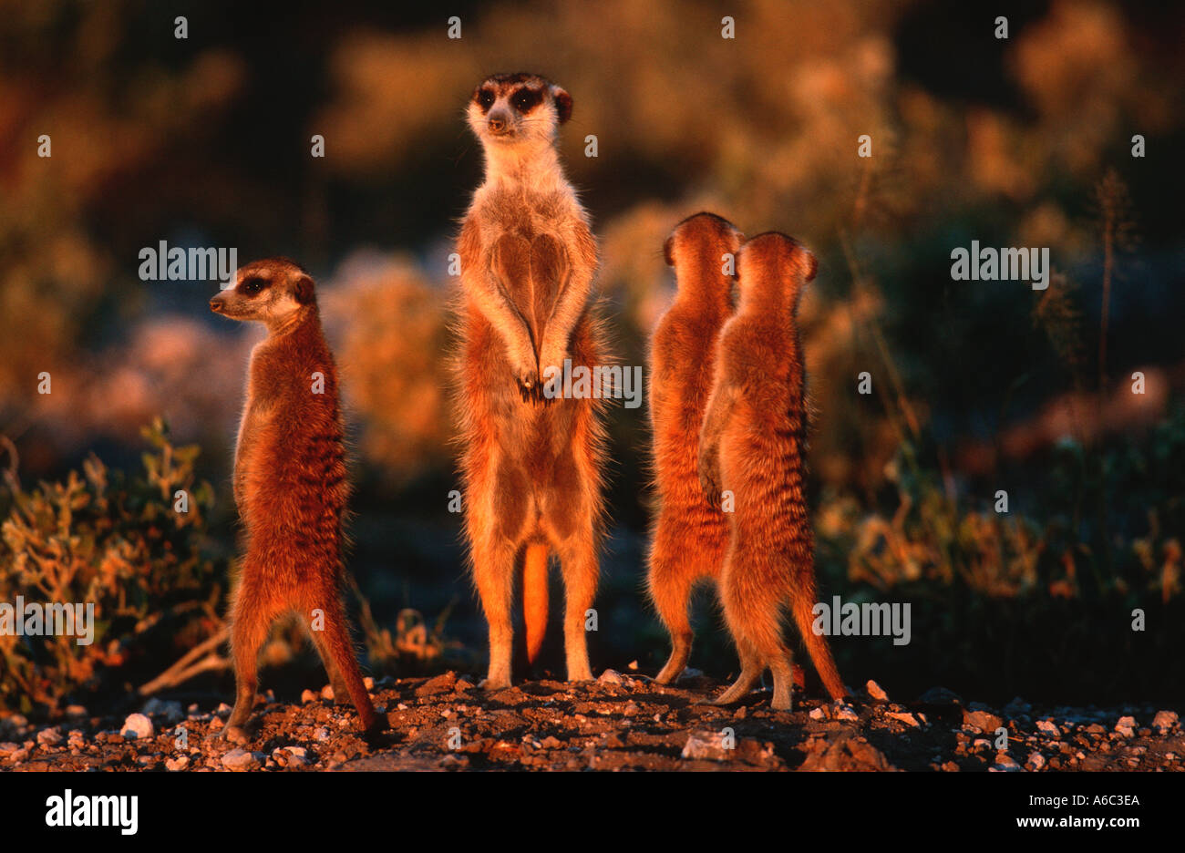 Meerkat Suricate Suricata suricatta debout pour avoir vue plus large de région au sud ouest de l'Afrique Banque D'Images