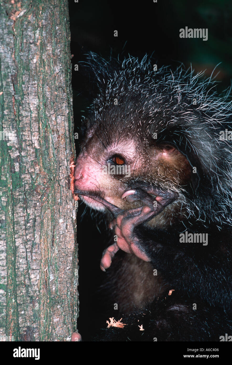 Aye Aye Daubentonia madagascariensis doigt comme squelette utilisé pour extraire les larves d'insectes est de Madagascar Madagascar Banque D'Images