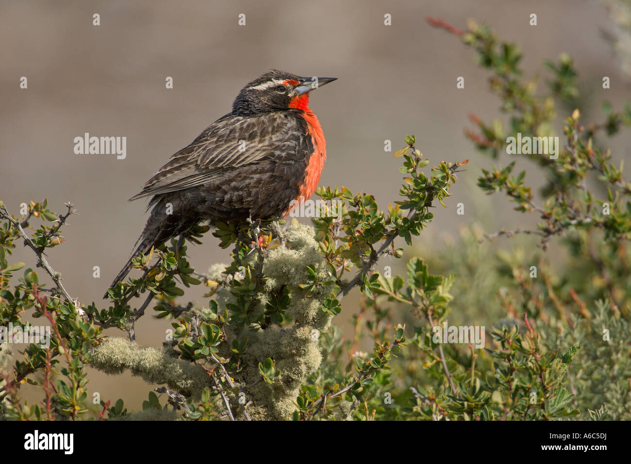 Meadowlark Sturnella loyca à longue queue mâles adultes dans la Terre de Feu argentine Janvier 2007 Banque D'Images