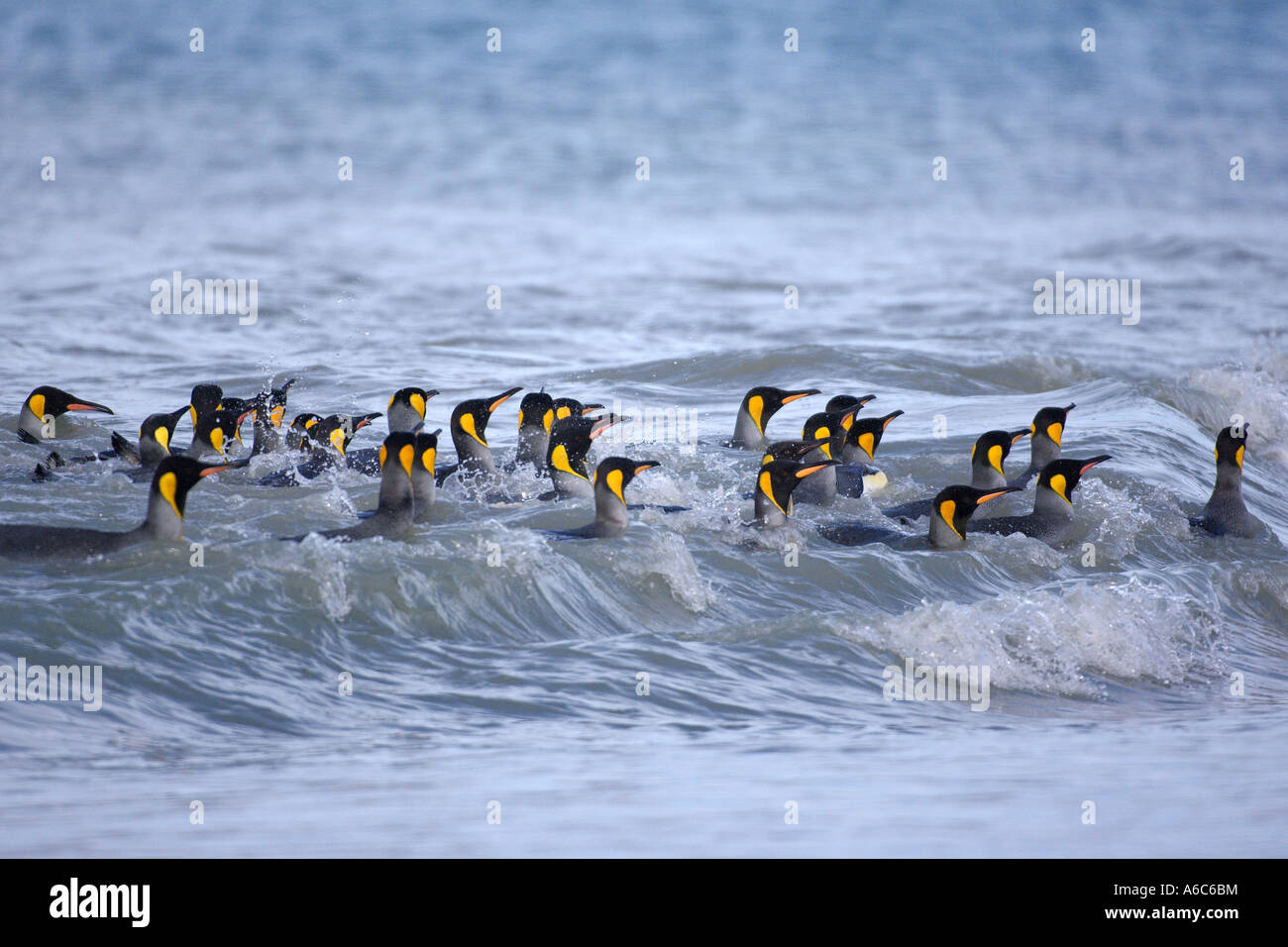 Le manchot royal Aptenodytes patagonicus baignade dans la plaine de Salisbury mer antarctique Géorgie du Sud Janvier 2007 Banque D'Images