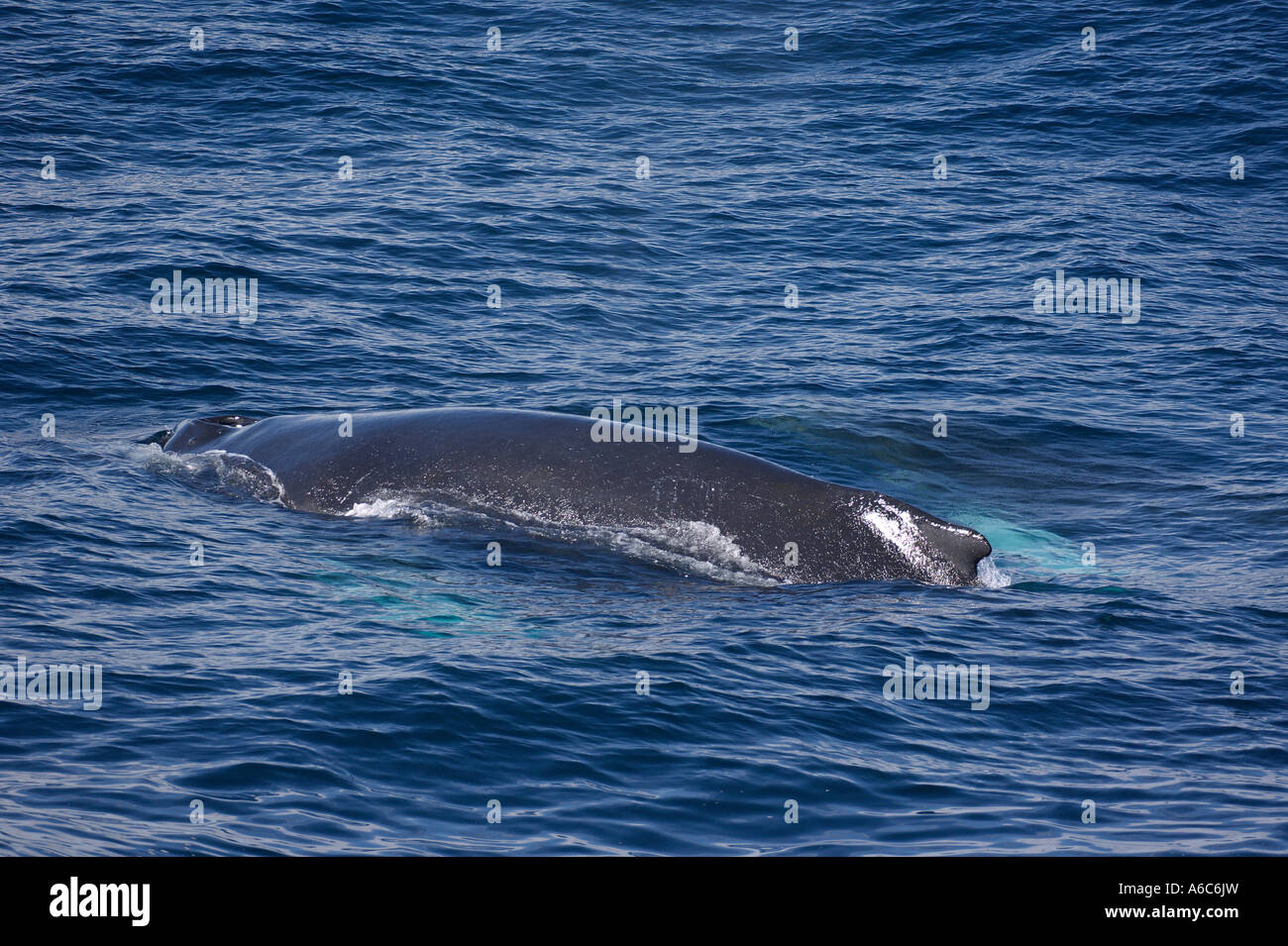 Baleine à bosse Megaptera novaeangliae surfacing Îles Shetland du Sud Antarctique Janvier 2007 Banque D'Images
