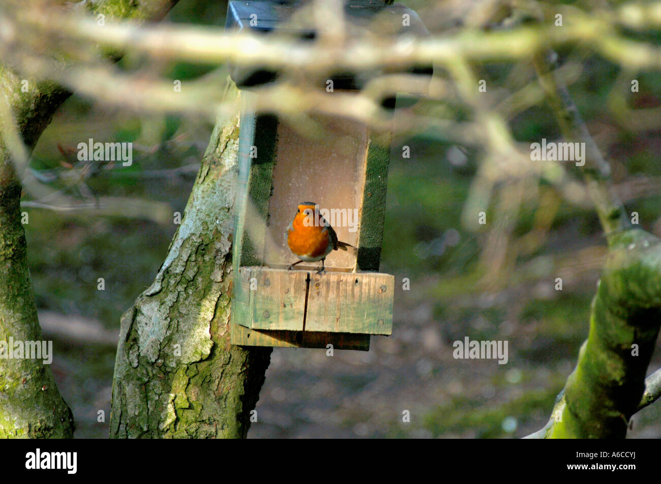 Robin Perced sur le bord d'une graine d'alimentation.(Erithacus rubecula aux abords). Banque D'Images